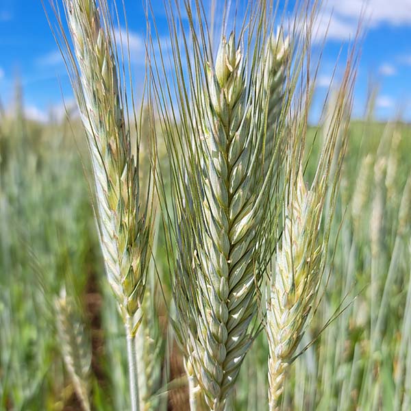 Triticale_Sorra_600Px